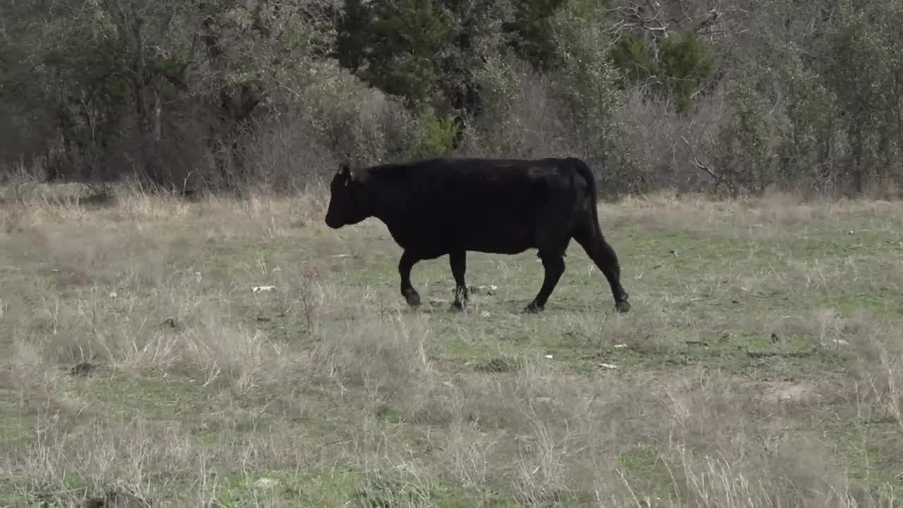 Rising land prices are pushing Texas ranchers out of the cattle business