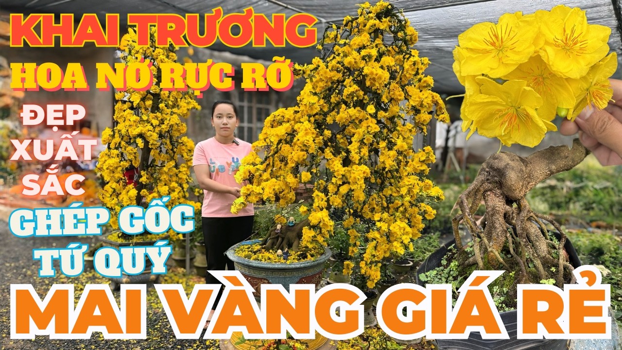 24-02 NGỌC LY Giao Lưu Mai Vàng Giá Rẻ, Giảo Ông Thầy, Giảo Cam Thiên Lộc Ghép Gốc Tứ Quý Quá Đẹp