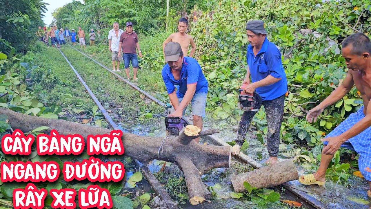 Vô cùng áp lực khi Vua Khỉ cưa cây Bàng Khủng cạnh đường Rầy Xe Lữa và ngôi miếu nhỏ.