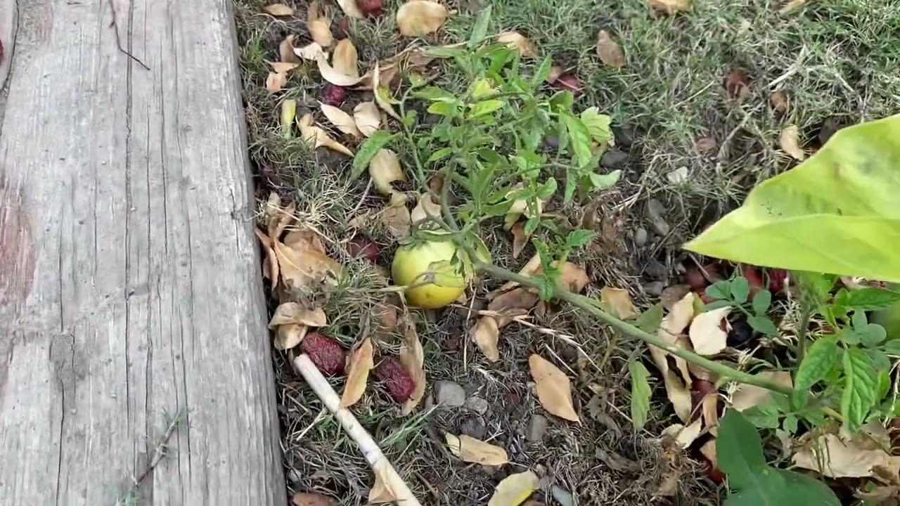 My kaffir lime tree and lemongrass still looking good in the winter December 2, 2023