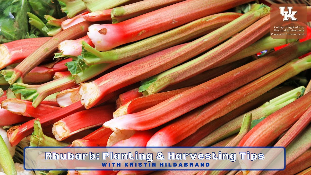 Rhubarb: Planting & Harvesting Tips