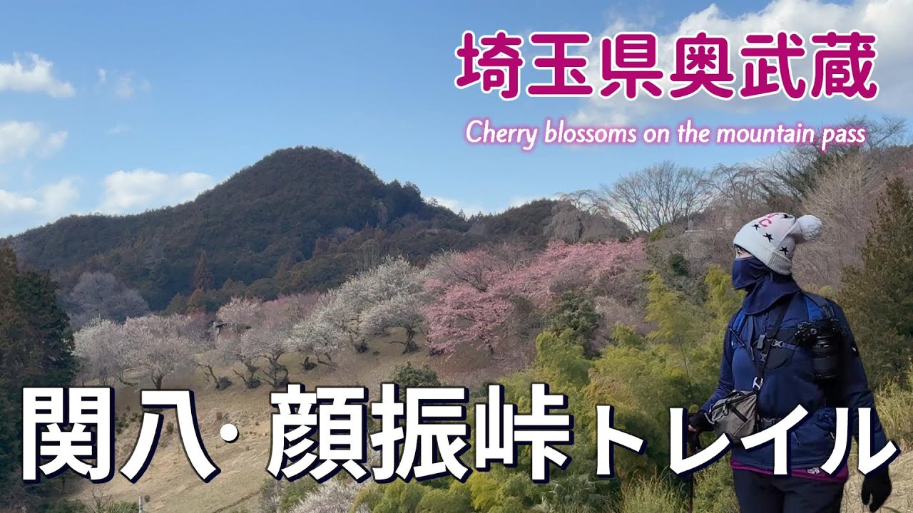 【埼玉県奥武蔵】満開の桜を訪ねて伝説の里へ 関八州見晴台 顔振峠 【シニア夫婦のゆる登山日記No107】