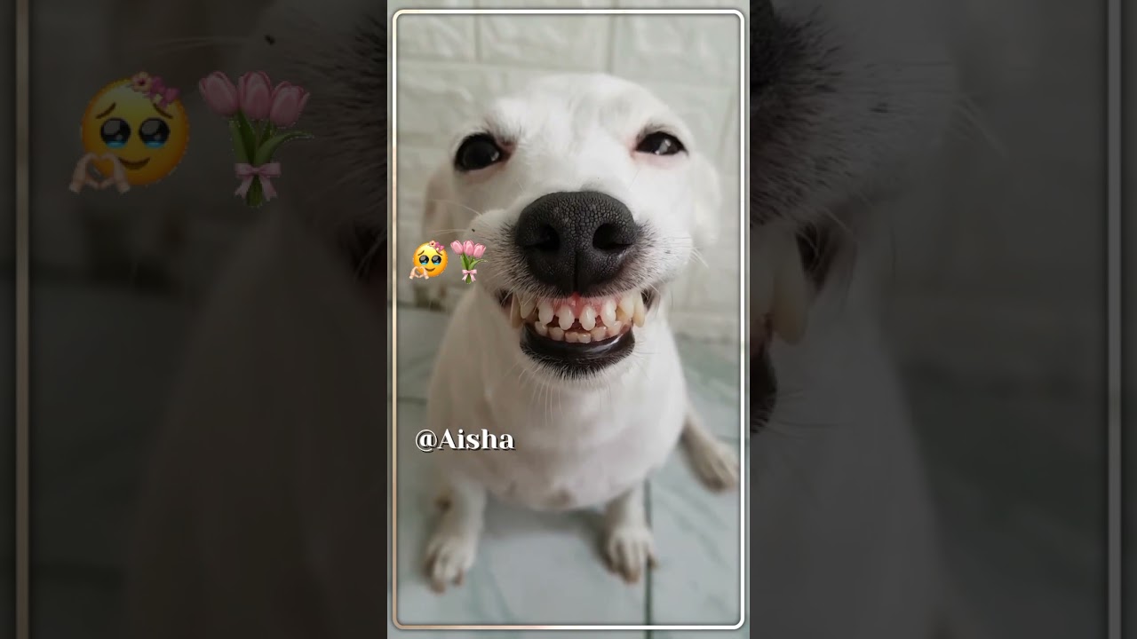 HÒSH siz manga òxshaysizmi...? Kommentda yozib qoldiring ✔💕 
