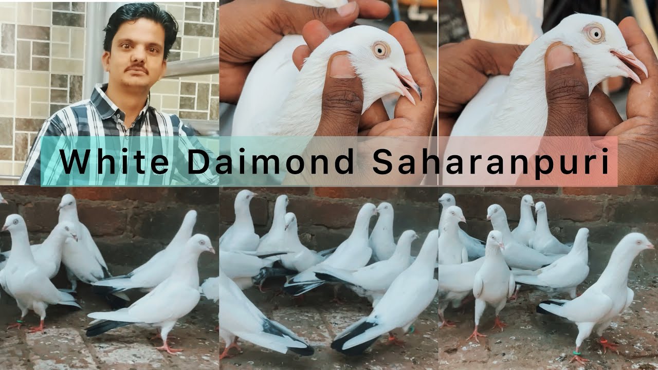 White Diamond 💎 Saharanpuri Kaldume kabutar | Suhail Bhai Saharanpur Ke No 1 khiladi | 7895507817