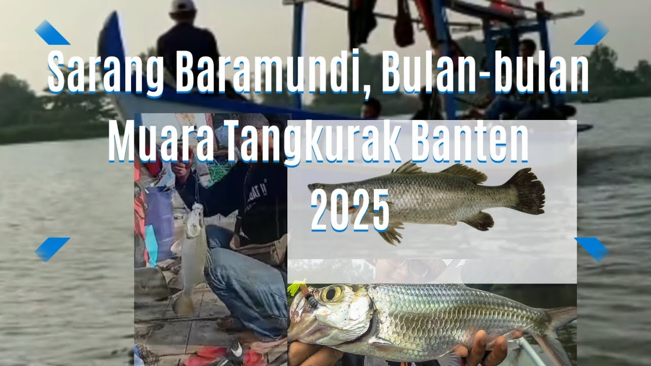 Sarang Kakap Baramundi Tangkurak Serang Banten 2025
