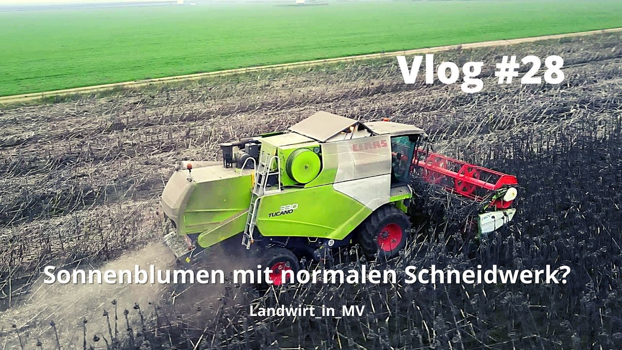 Vlog #28 Sonnenblumen Dreschen mit einem Normalen Schneidwerk?