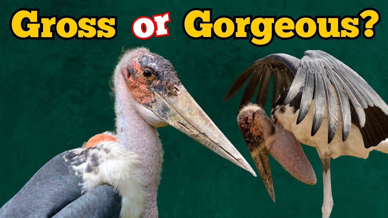 Meet the Marabou Stork: Africa&rsquo;s Most Unusual Bird!