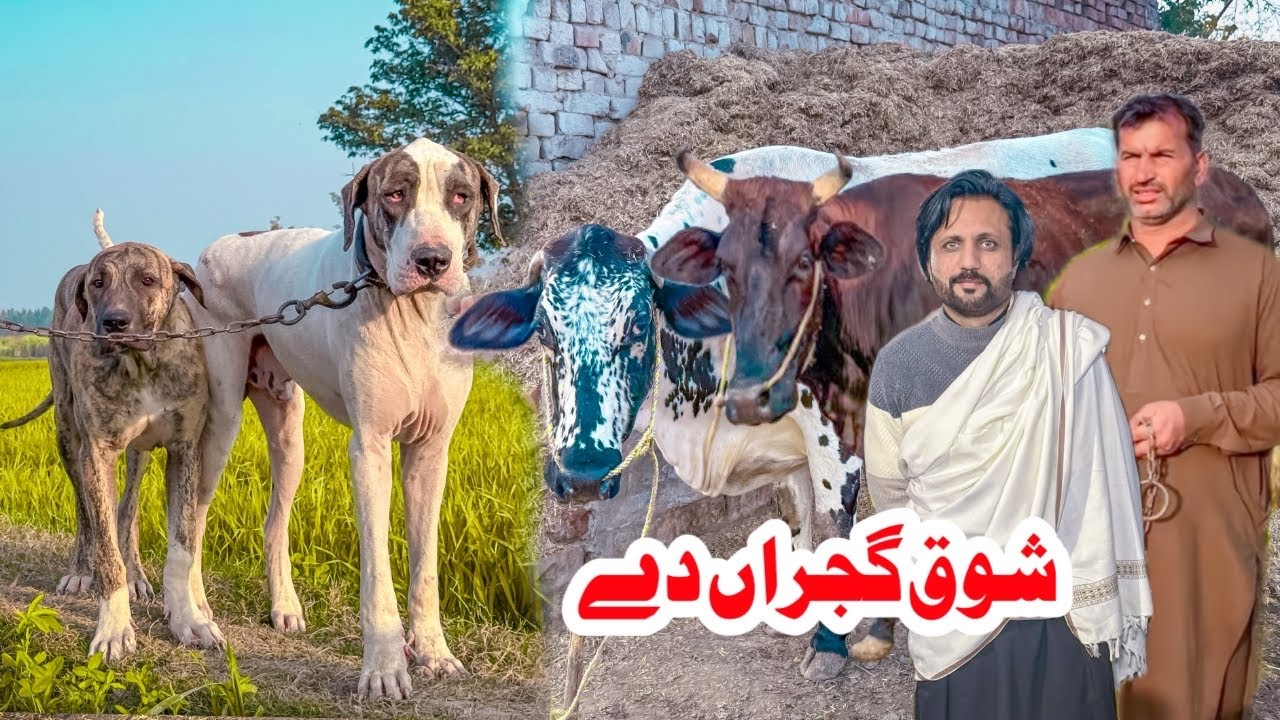 Gujjar Bhai ny Dil Khush kar Dia