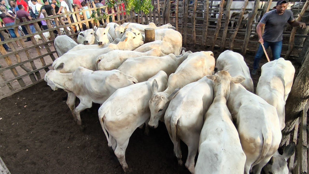 FEIRA DE ANIMAIS DE CARIATÁ ITABAIANA-PB DOMINGO GADO BODE AVES 