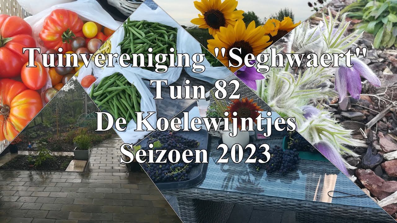 Tuinvereniging Seghwaert, tuin 82, seizoen 2023, de Koelewijntjes