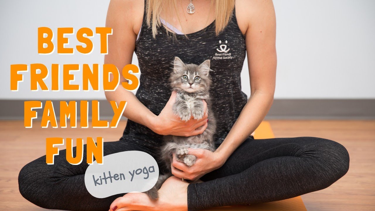 Family Fun! Kitten Yoga