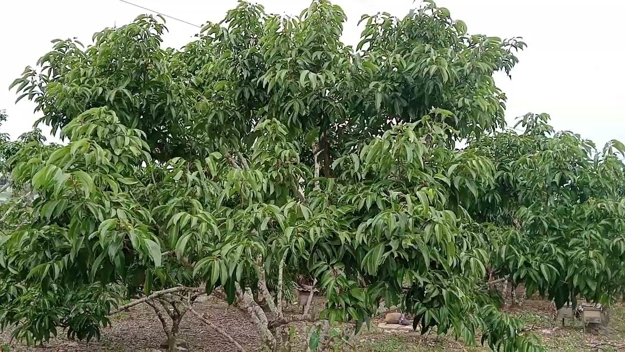 Vải thanh hà  vải thiều năm nay đuợc lớp ba Lộc bốn còn đâu là tạch hết 