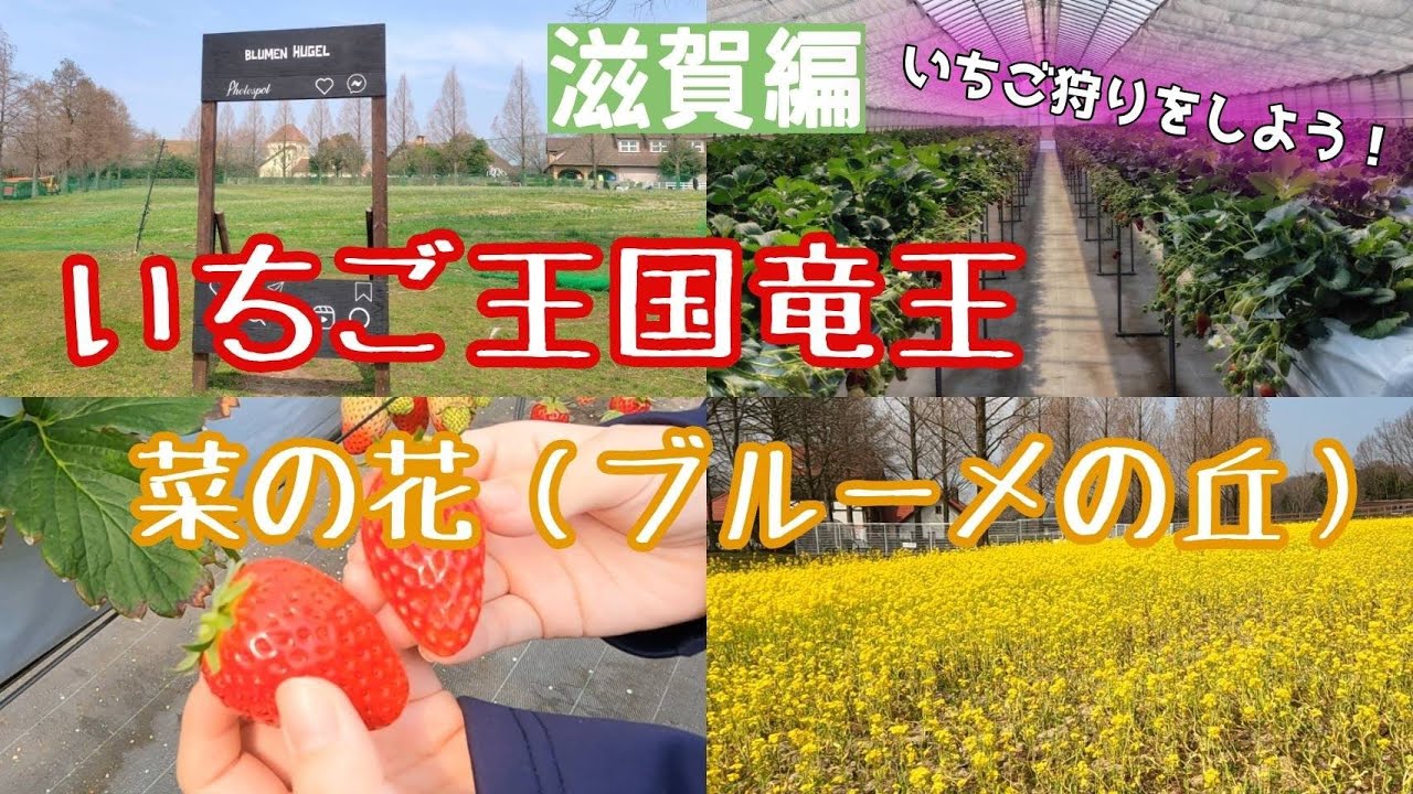 【滋賀】いちご王国竜王・菜の花(ブルーメの丘)