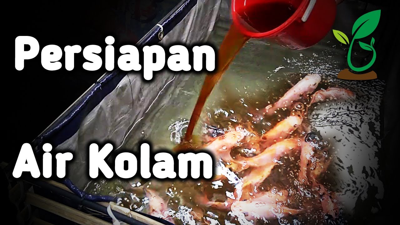 Persiapan Air Kolam Ikan Sebelum Tebar Bibit Nila Kolam Terpal Mini Rumahan