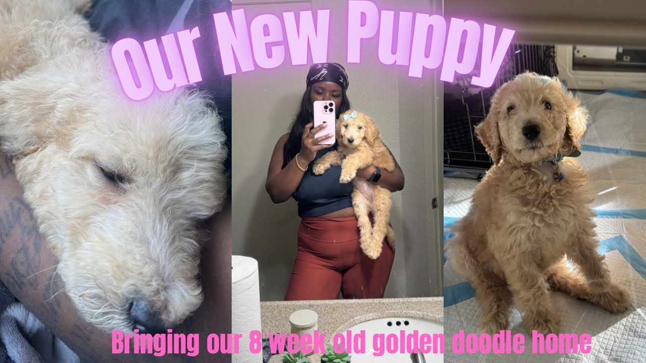 Bringing Our 8 Week Old Puppy Home🐶🐾 Days in my Life As a Mommy with a Golden Doodle 💕