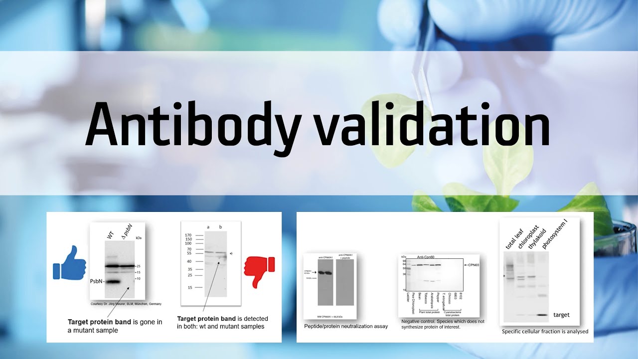 Antibody validation
