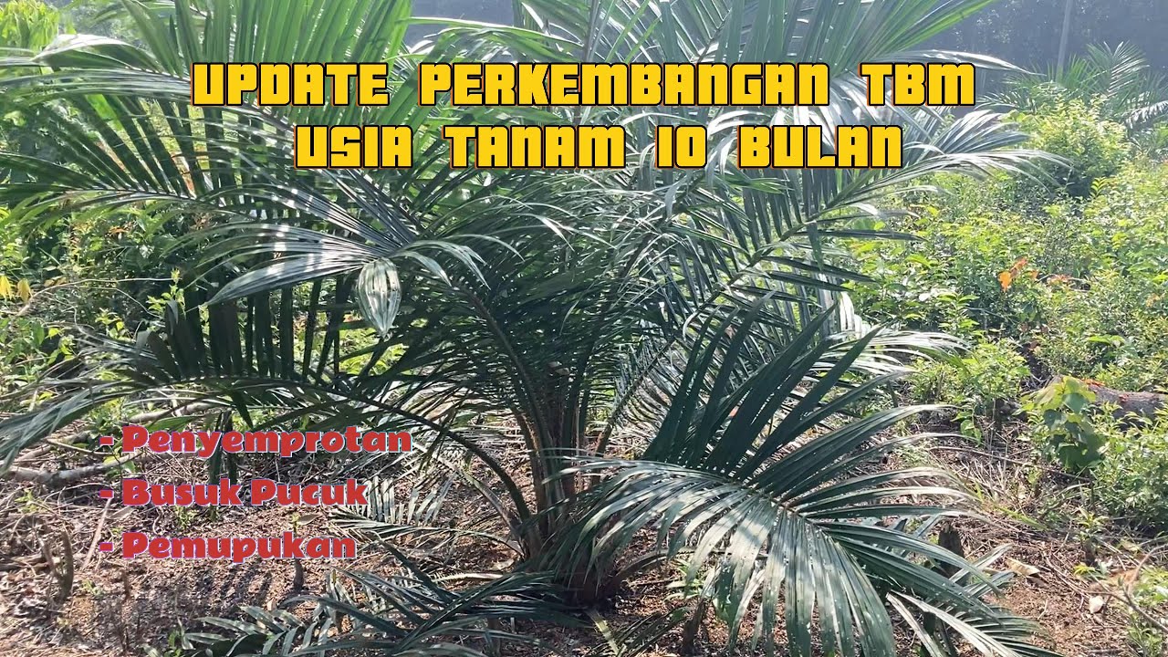 TBM Usia 10 Bulan Tanam | SJ5 | Sriwijaya 5