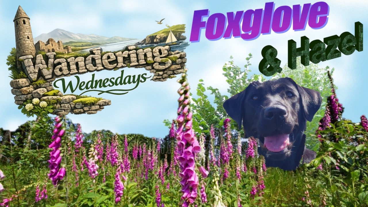 Foxglove & Hazel - Wandering Wednesdays