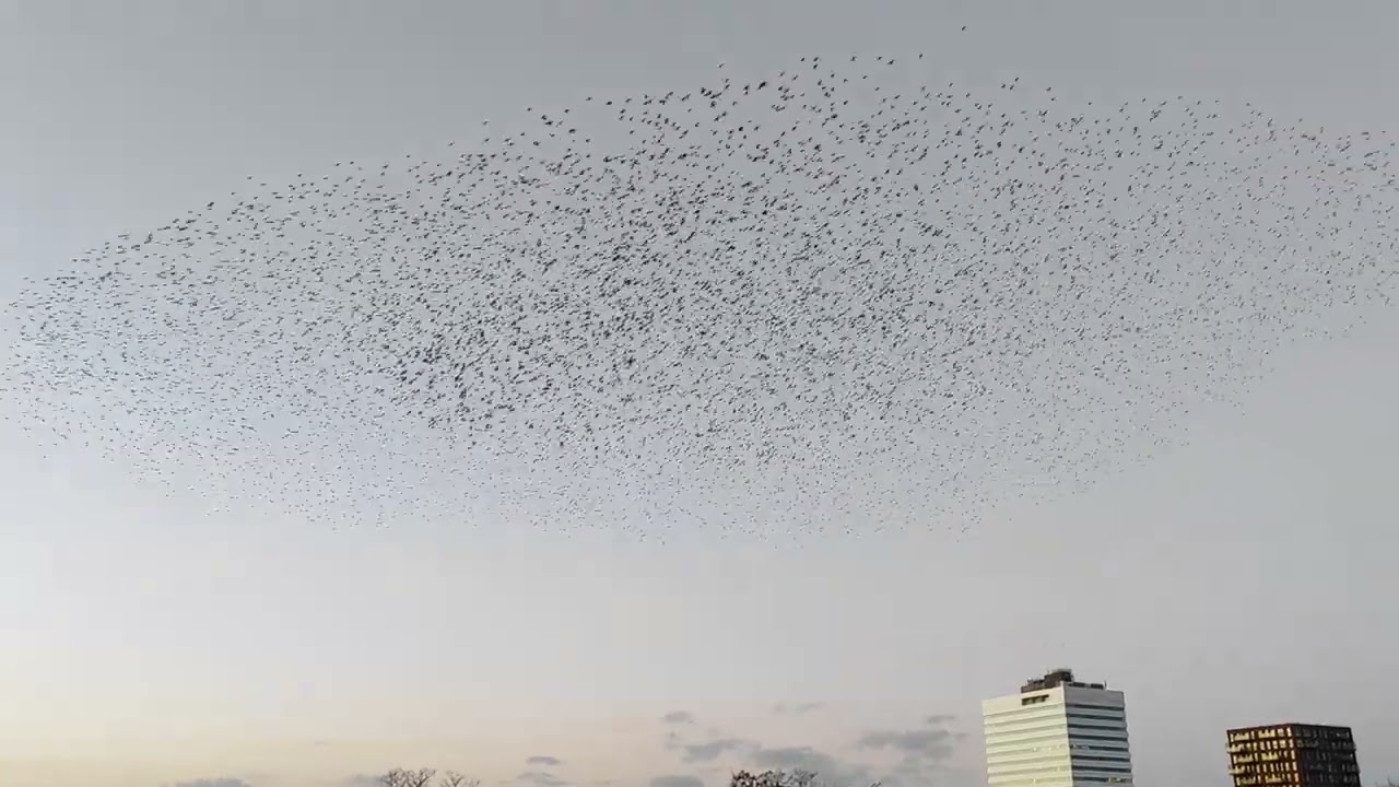 zwaluwen aan het dansen