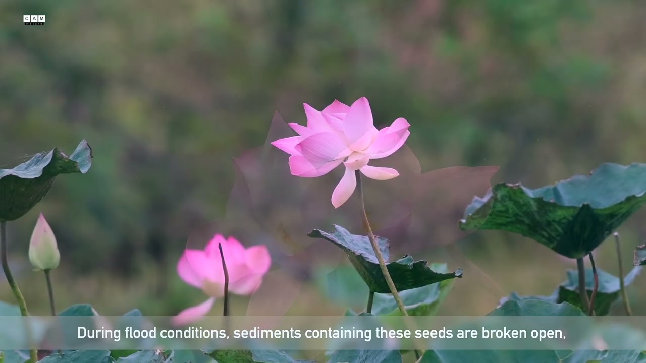 The Holy Flower | Lotus Flower | Pink Flower grow out in mud | Sacred Flower | Cam Nature