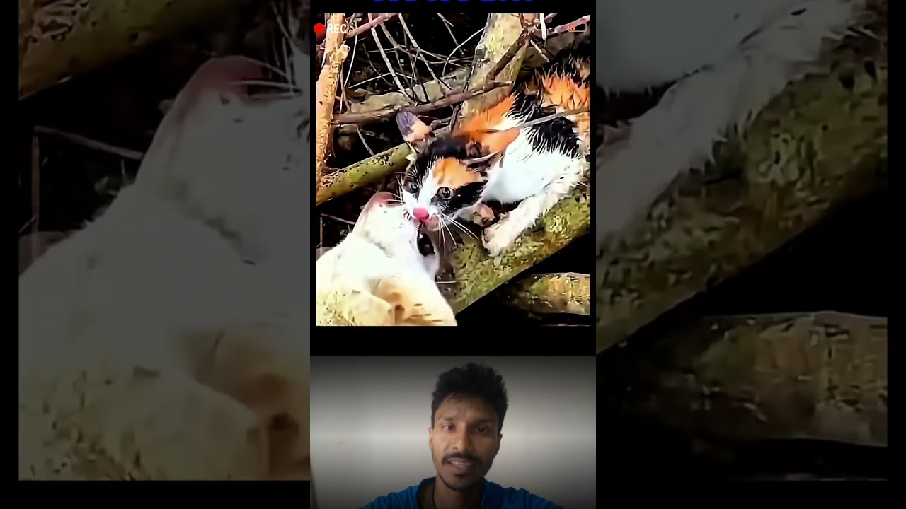 Epic Dog vs Cat Fight Caught on Camera! #DogVsCat #FunnyAnimals  #animals #naturelovers #wildlife