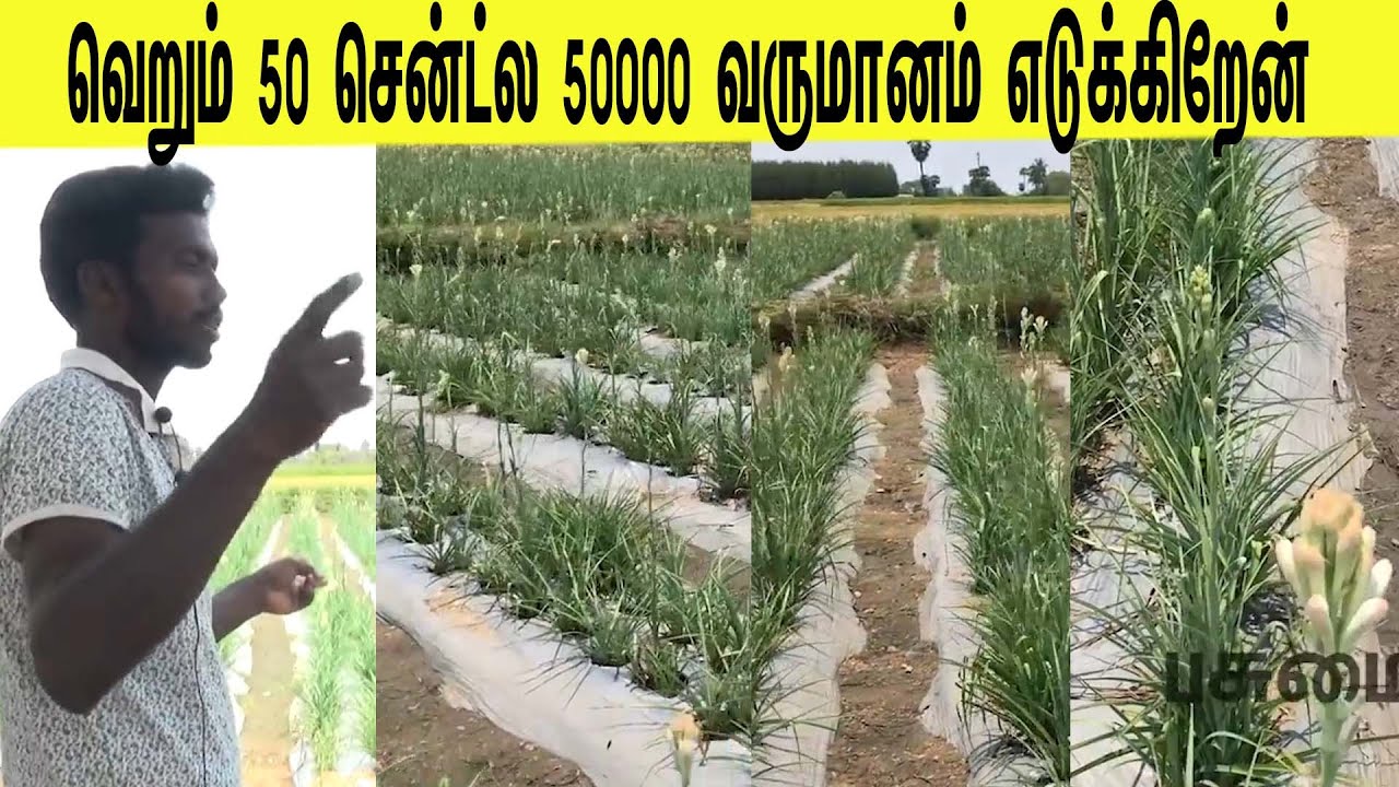 வெறும் 50 சென்ட்ல  50000 வருமானம் எடுக்கிறேன்/I take income of just 50 cents 50000