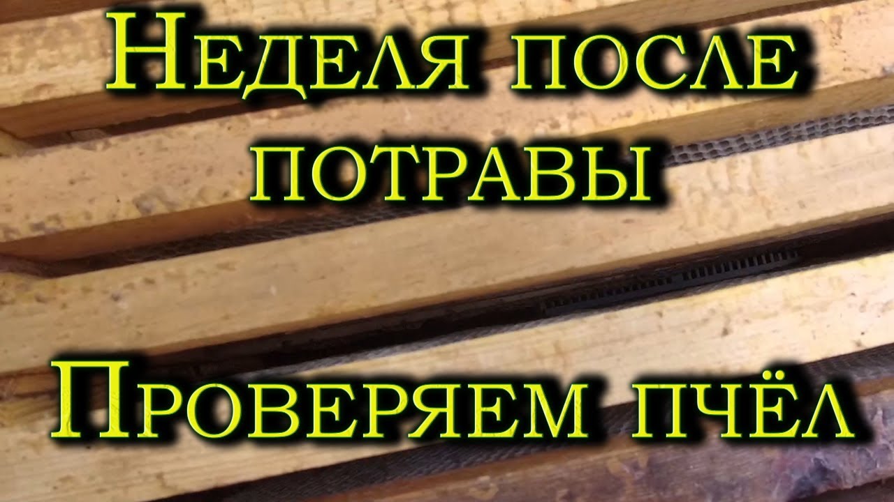 Проверяем пчёл после потравы