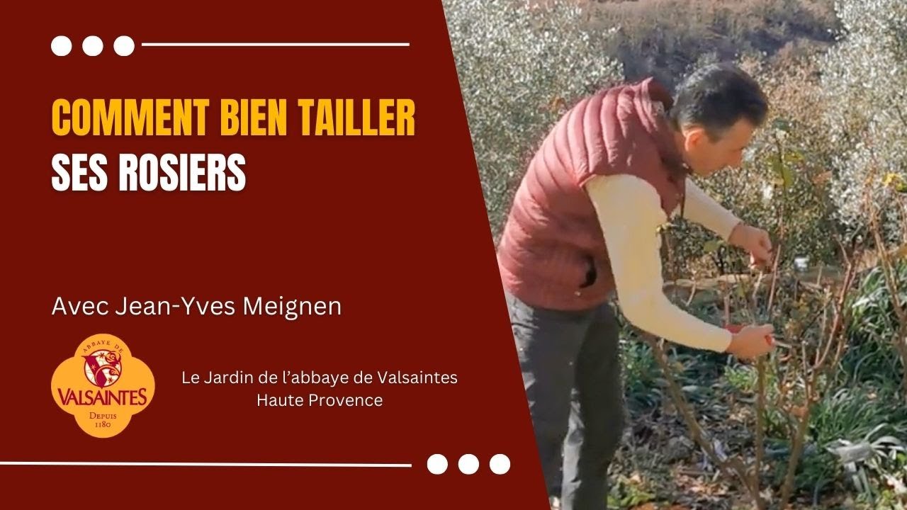 Comment bien tailler ses rosiers.