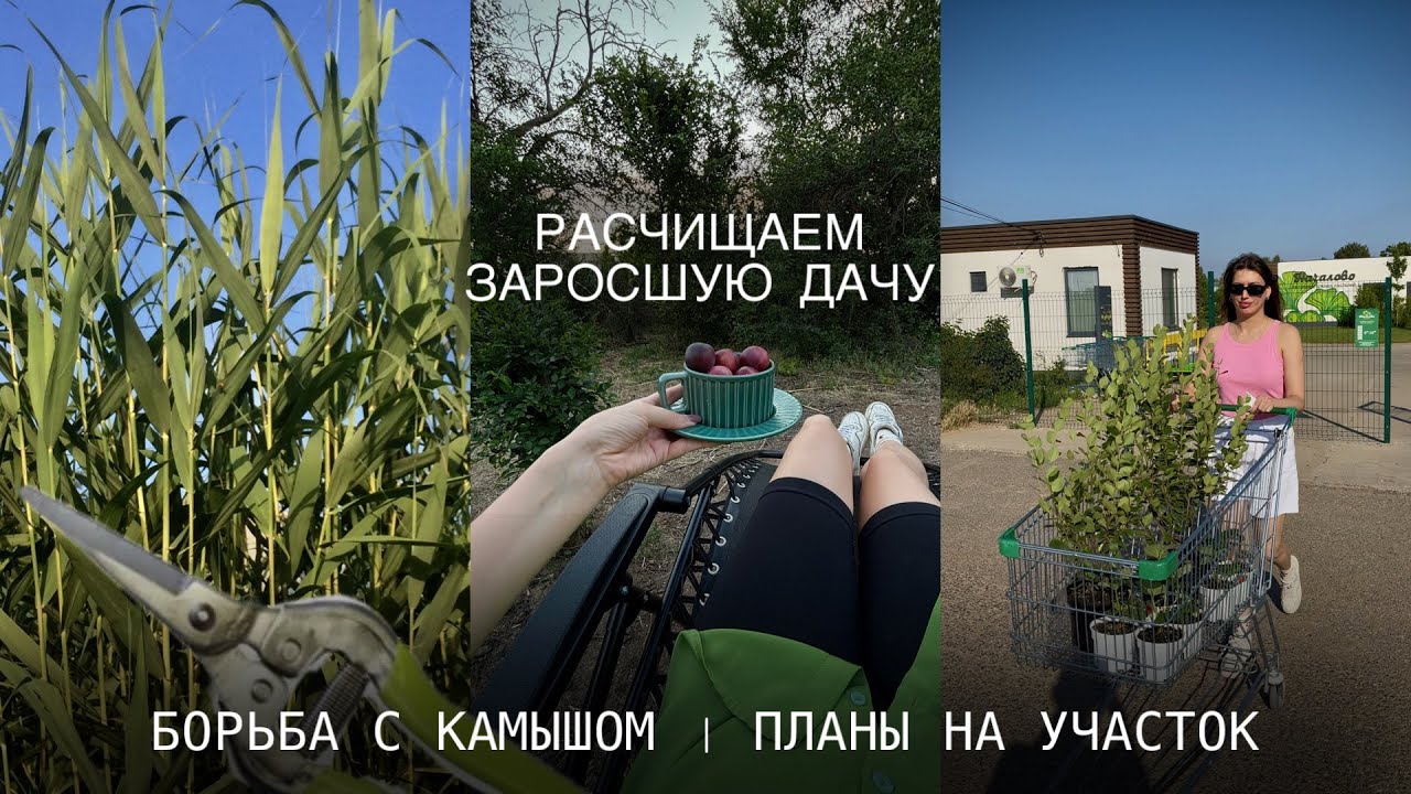 Как РАСЧИСТИТЬ дачу СВОИМИ РУКАМИ? ЧТО теперь БУДЕТ на этом МЕСТЕ? КАК победить КАМЫШ?