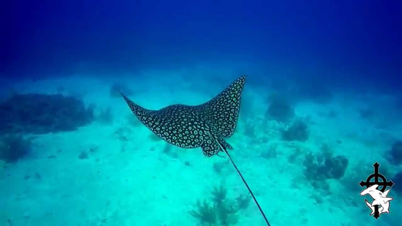 Spotted Eagle Ray Miracle