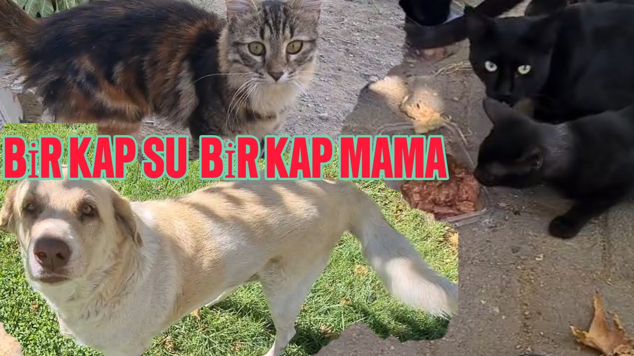 MAMA BEKLEYEN SOKAK CANLARI #sokakhayvanları#sokakkedileri#petsanimals 