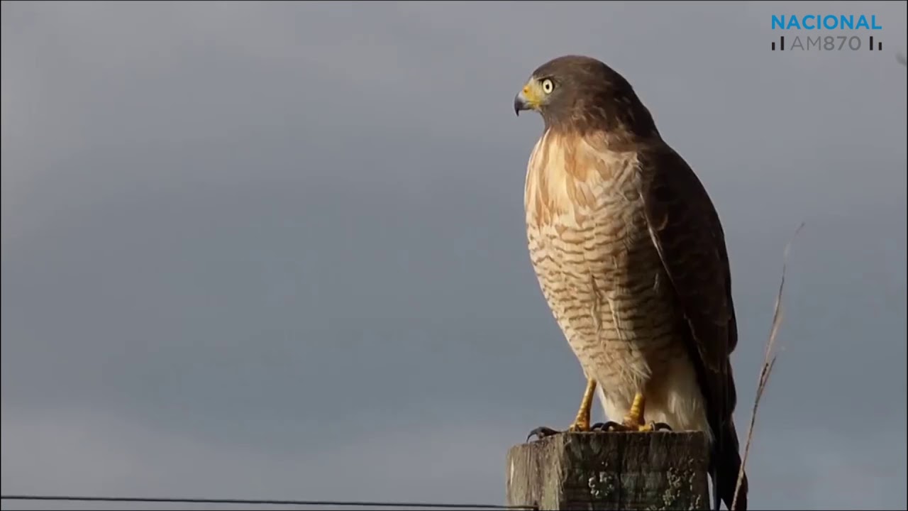 Avistaje de Aves en la Reserva Ecol&oacute;gica