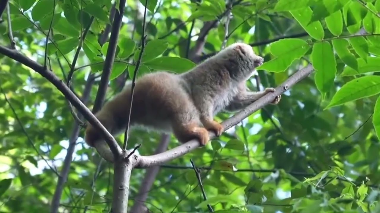 Rare Slow Loris Returns to the Wild in Yunnan