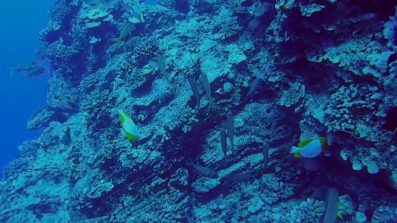 Molokini Back Wall Diving, Maui, Hawaii, 2018 - Lahaina Divers