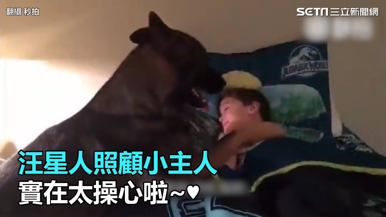 汪星人照顧小主人 實在太操心啦~♥｜三立新聞網SETN.com