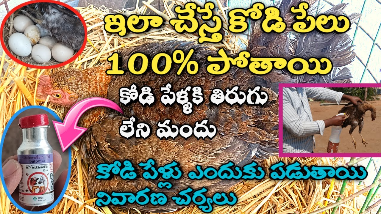 kodi pelu nivarana | కోడి పేళ్లకు తిరుగు లేని పరిష్కారం | how to remove hen lice