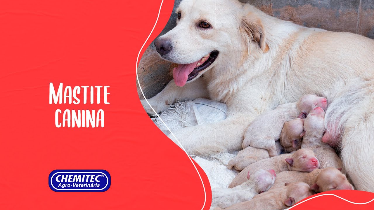 MASTITE CANINA: O que é e como tratar?