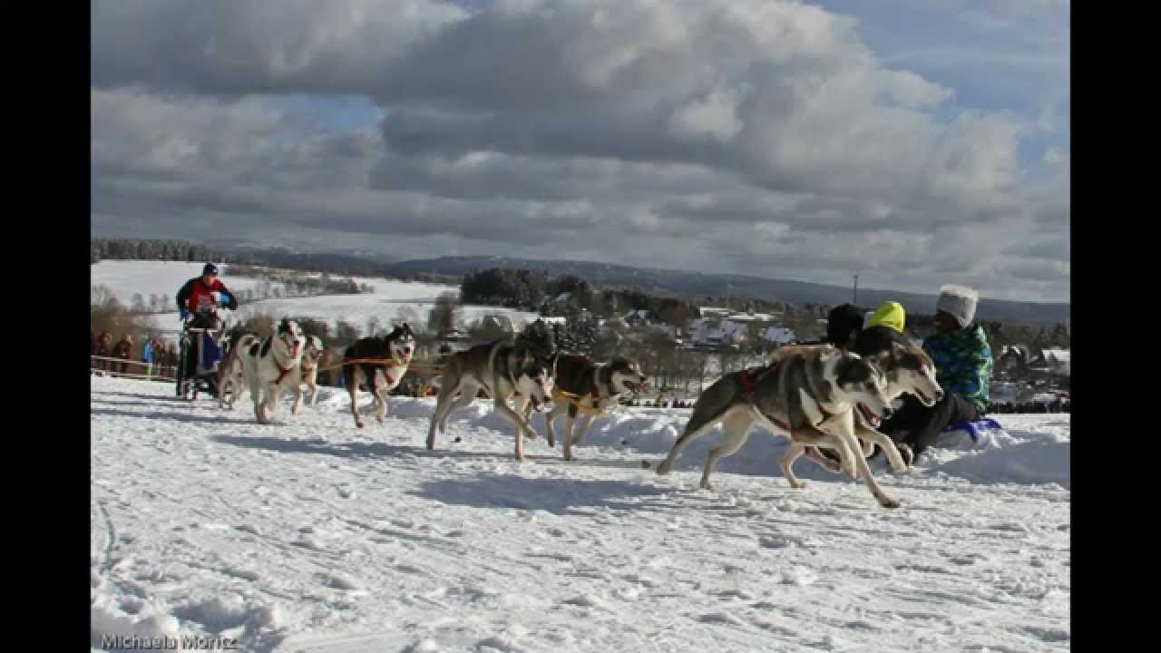 Internationales Schlittenhunderennen in Clausthal-Zellerfeld 2015