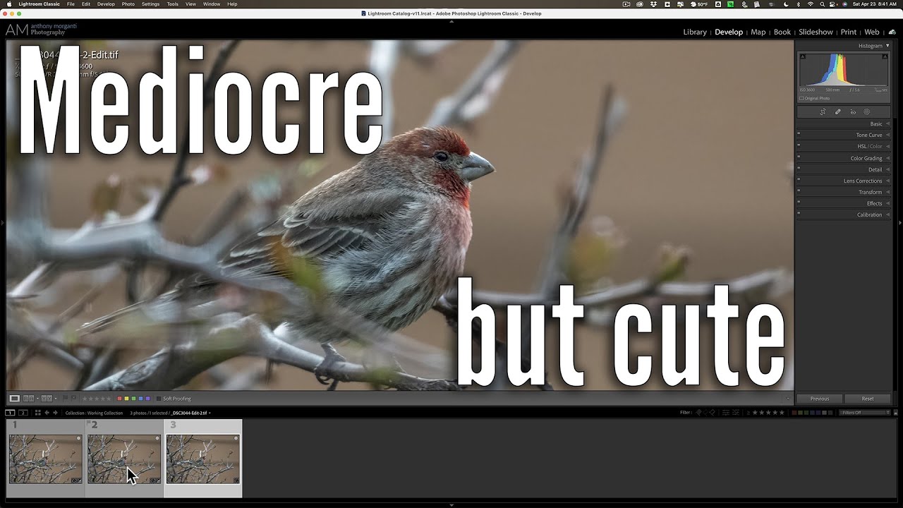 Processing a Mediocre Photo Using Lightroom, Denoise AI, & Sharpen AI