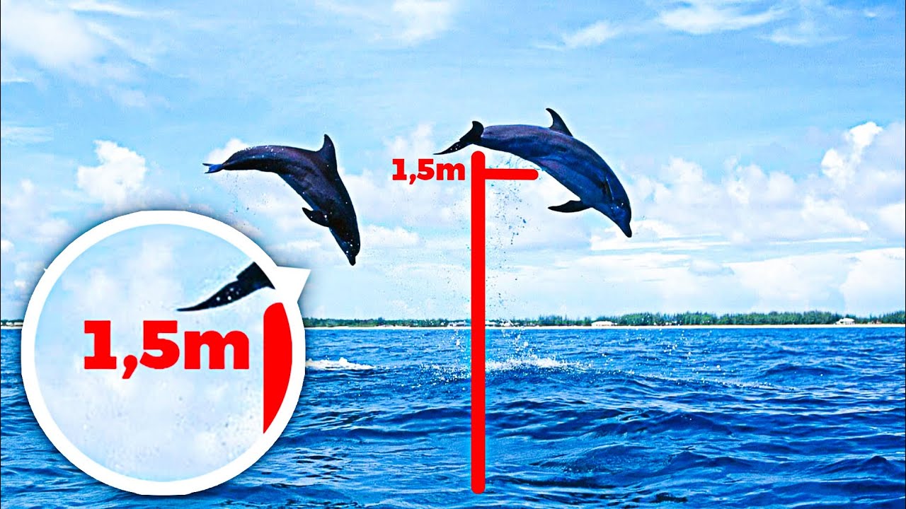 How High Can Dolphins Jump Out Of The Water? | Wild World Official1
