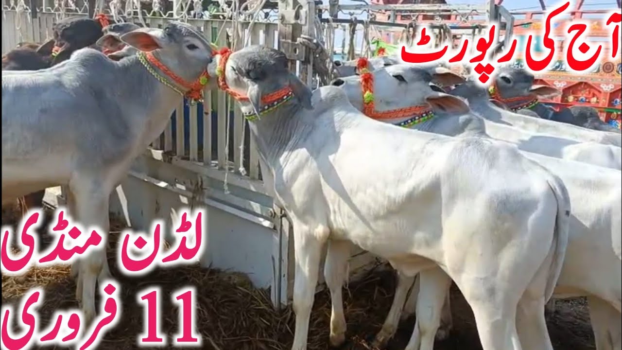 Today Luddan Cow Mandi | Sahiwal & Cholistani Bachre & Cows | Global Village Farming 2026