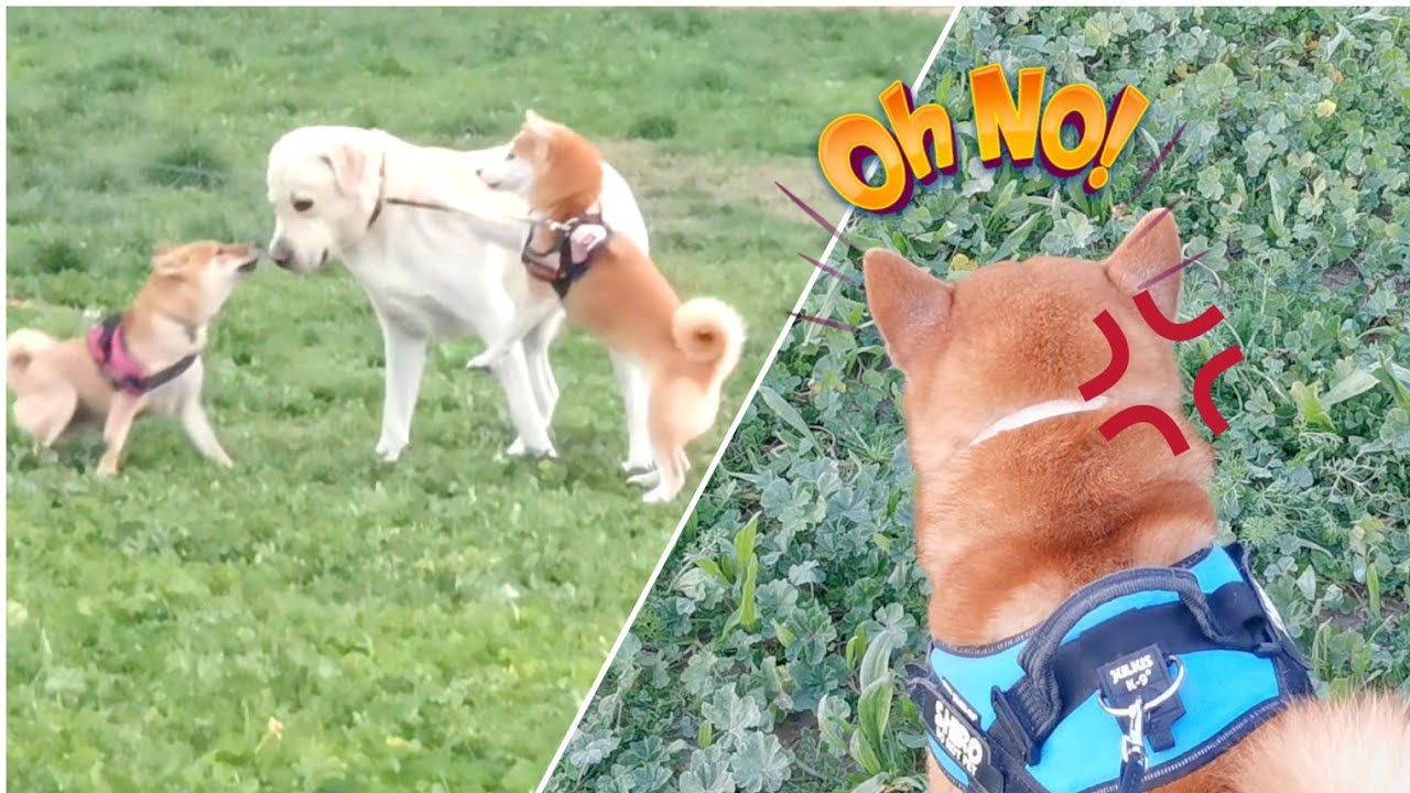 Shiro Reacts to a Lab playing with his Ladies‼️