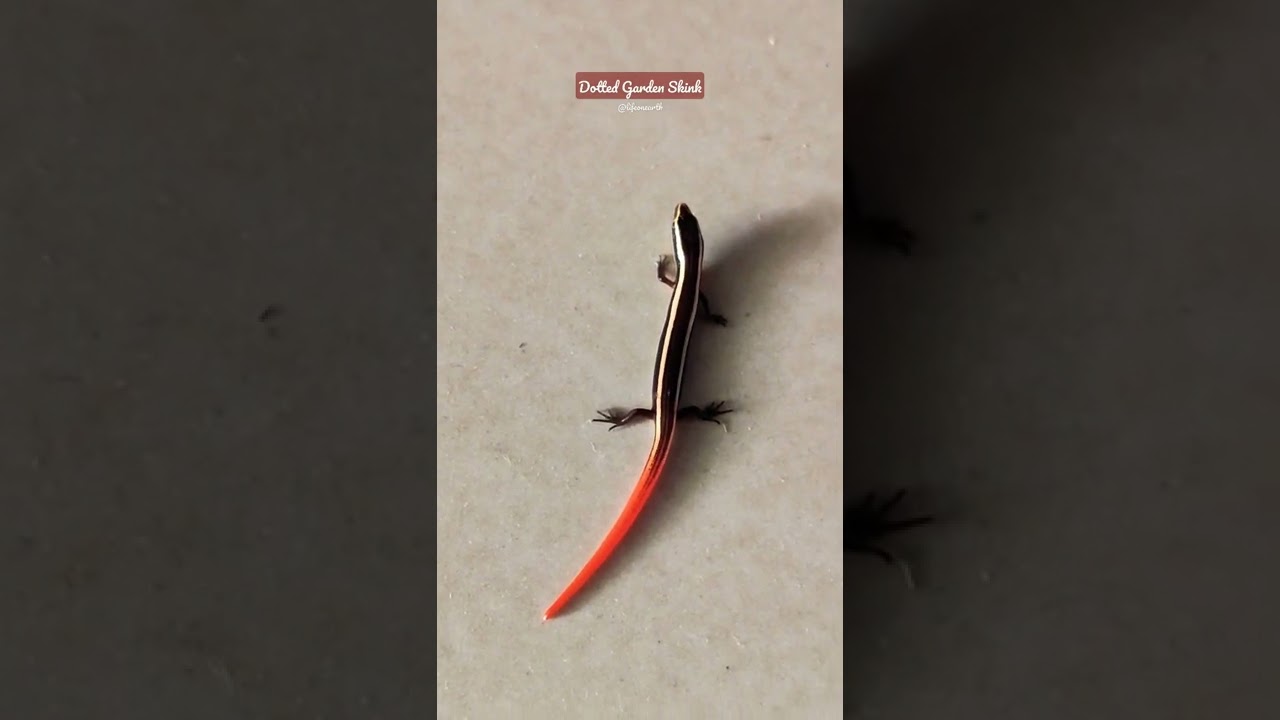 Cute Dotted Garden Skink 🦎 #cutebaby #skink #lifeonearth #naturelovers #natgeo #nature #lizards