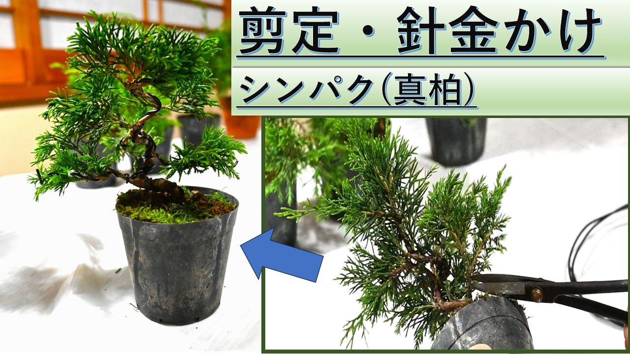 【お手軽盆栽】シンパクの剪定・針金かけ