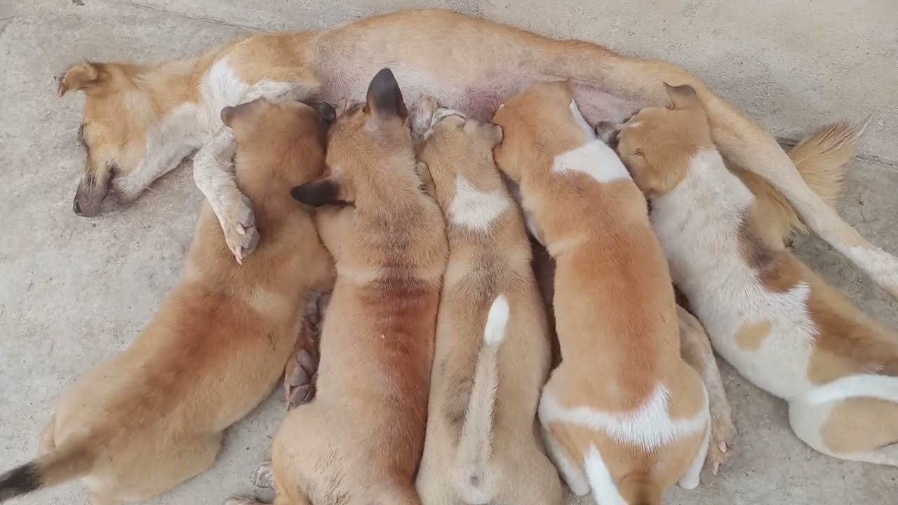MOMENT KASIH SAYANG SEORANG IBU, induk anjing menyusui lima  anaknya