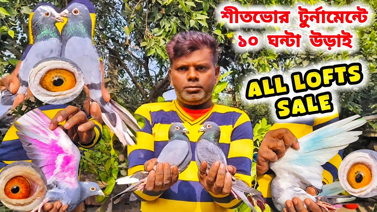 বিদায় পায়রা প্রেমী।LOFTS SALE।বর্তমান টুর্নামেন্টে খেলা সমস্তপায়রা বিক্রয়।@pigeonsloverrj9600 
