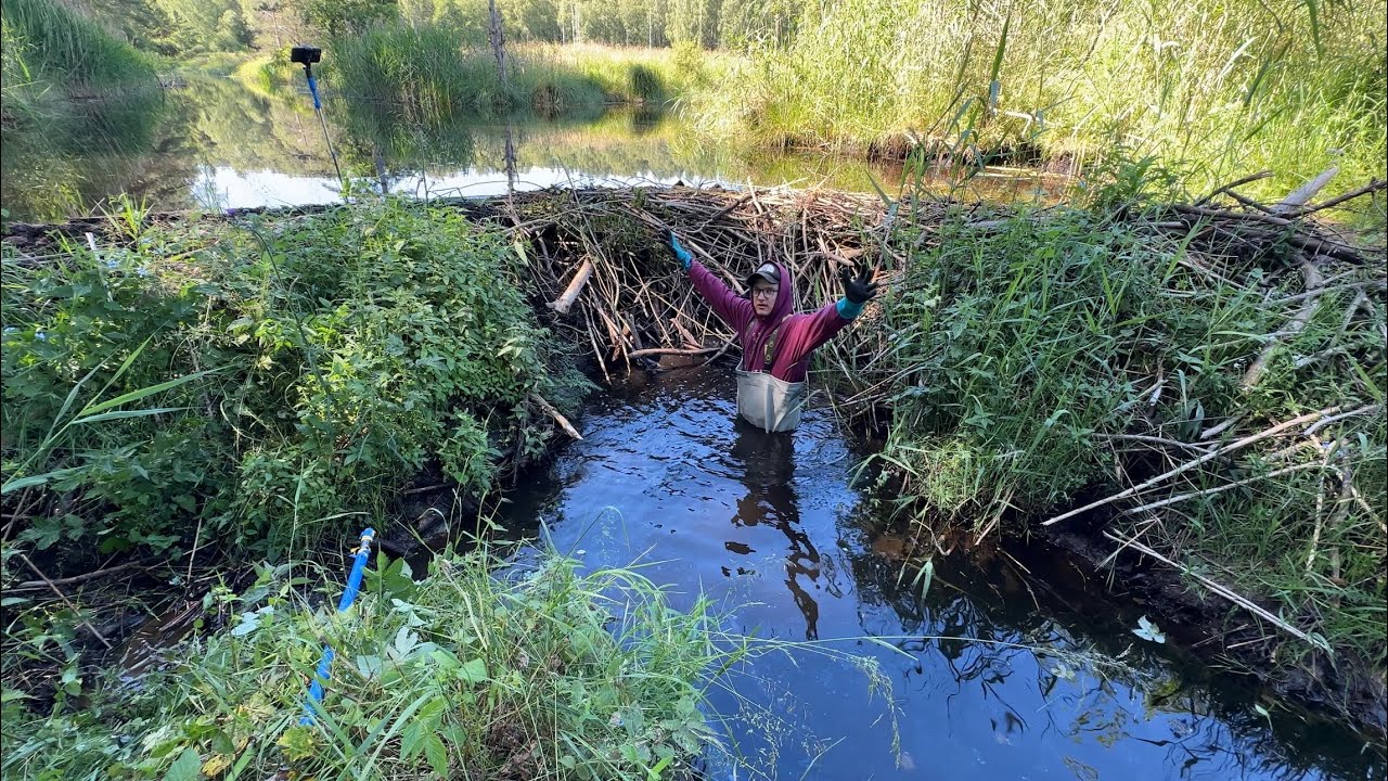 Massive Beaver Dam Drainage.