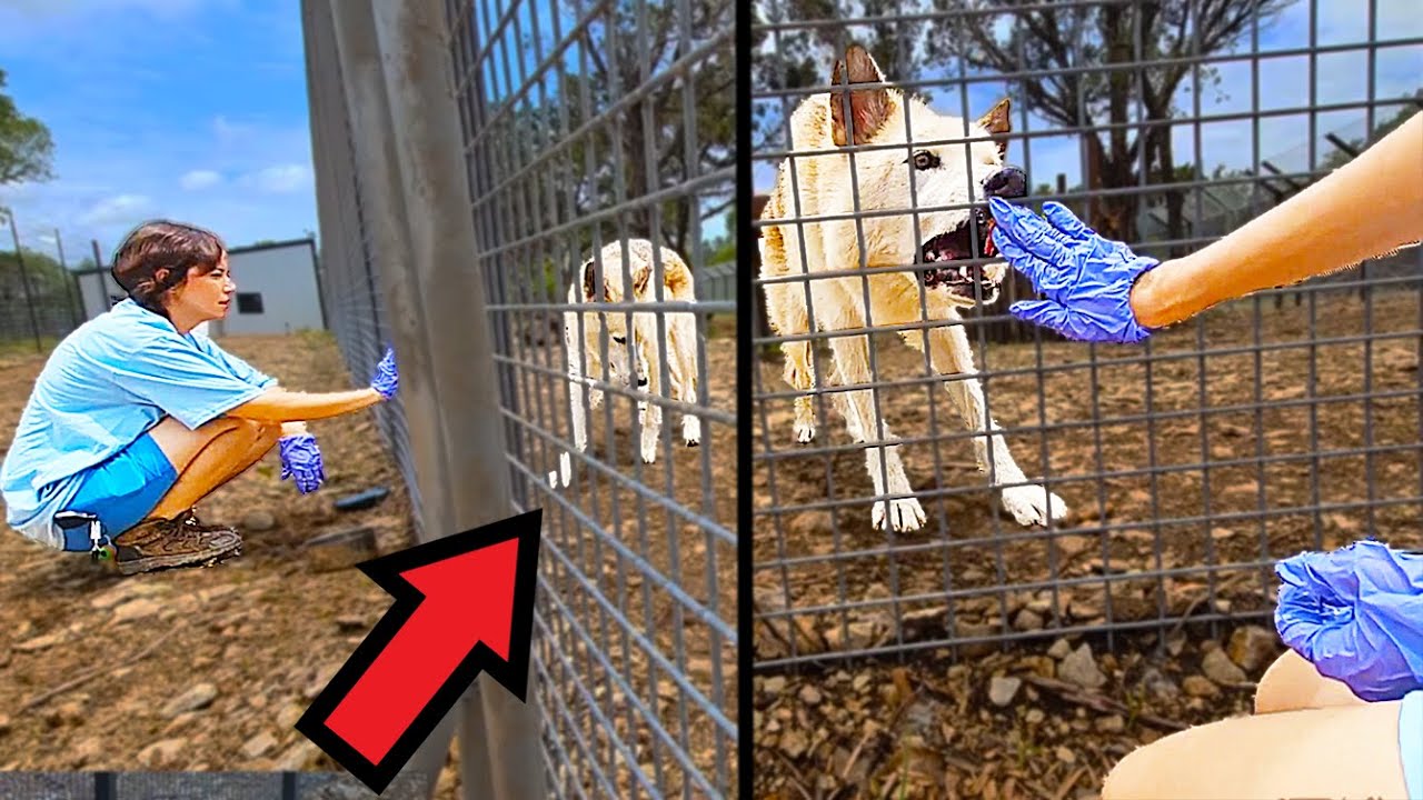 Maya feeds and RUNS with the wolfdogs at Alveus
