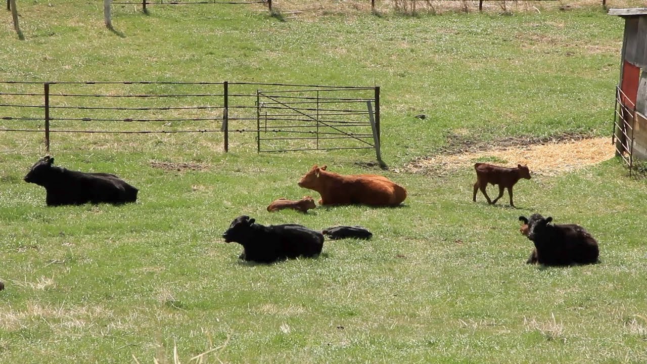Beef School: Grazing Management