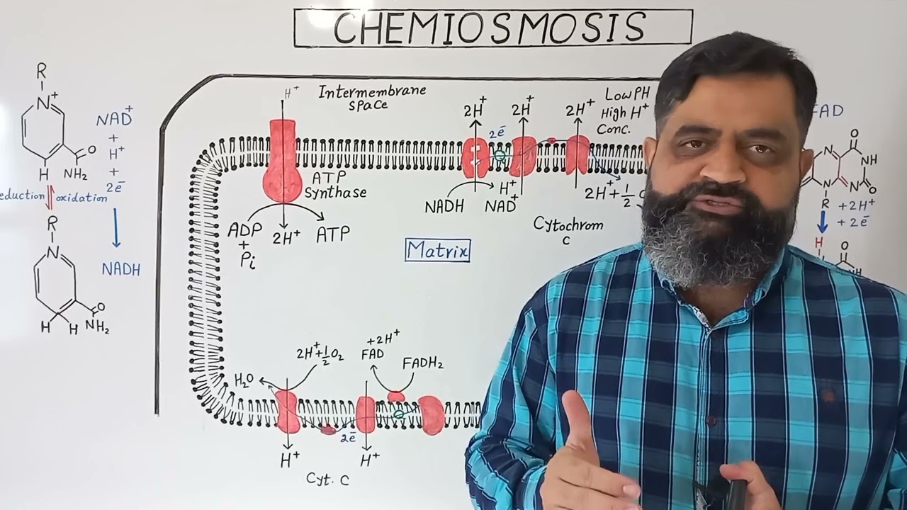 Chemiosmosis English medium @ Prof Masood fuzail | Oxidative Phosphorylation | Phosphorylation